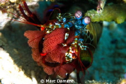 Hold the next generation! A beautiful Mantis shrimp clutc... by Marc Damant 